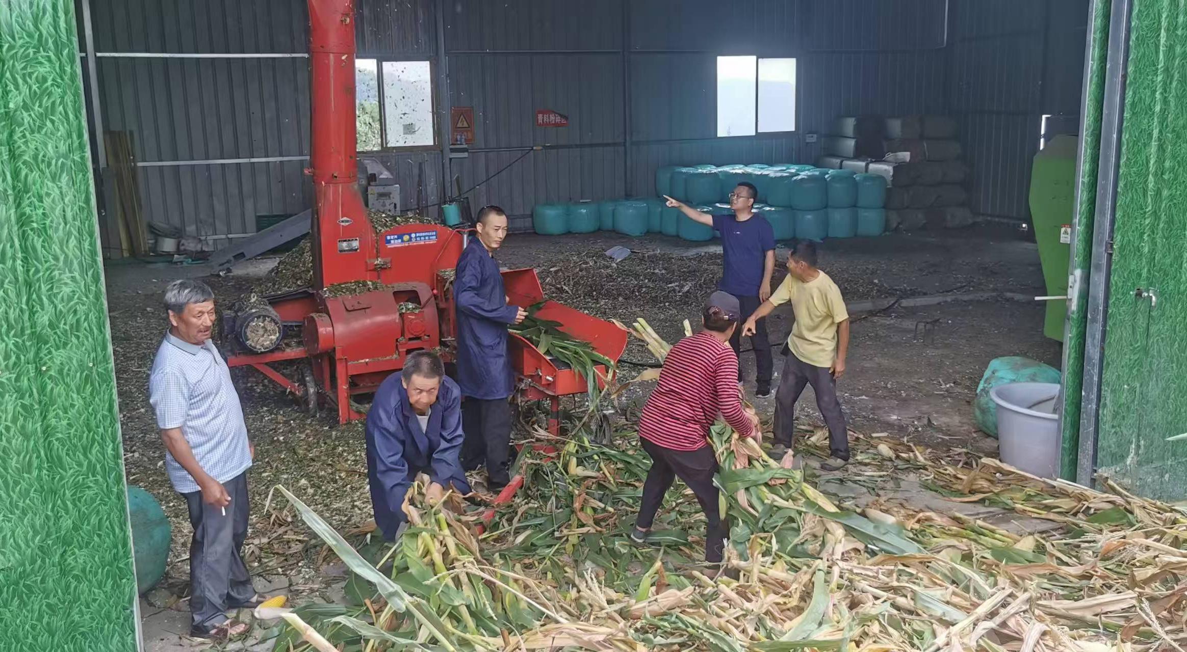 李杰超（右二）組織收購(gòu)村民玉米、開展飼草加工